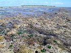 The area is macrotidal, with the tidal range great enough to expose the reef flat at low tide. This enables exploration of the area by foot. This image was taken in the Outer Living Coral Zone, which lies inboard of the reef crest.